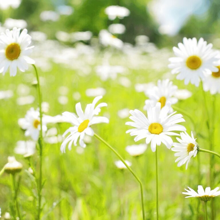 Consultation de Sophrologie